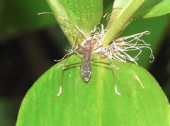 Marcius longirostris