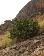 Euphorbia antiquorum