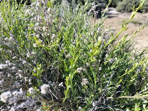 Image of Baccharis sergiloides by (c) Tereso Hernández Morales, some rights reserved (CC BY)