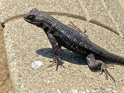 iNaturalist observation photo of Western Fence Lizard