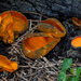 Spring Orange Peel Fungus - Photo (c) Dean Lyons, some rights reserved (CC BY-NC), uploaded by Dean Lyons