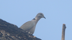 Streptopelia decaocto