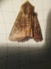 Cerastis leucographa