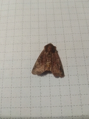 Cerastis leucographa