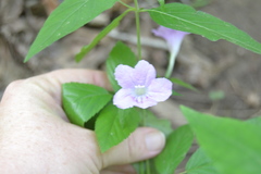 Ruellia pedunculata