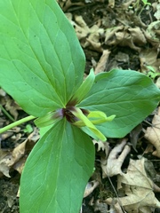 Trillium viridescens