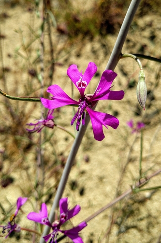 Image of Clarkia xantiana by (c) John Benning, some rights reserved (CC BY-SA)