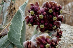 Asclepias californica