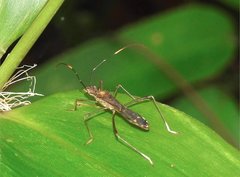Marcius longirostris