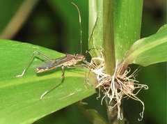 Marcius longirostris