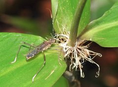 Marcius longirostris