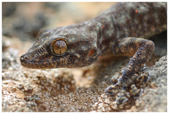 Oudri's Fan-Footed Gecko photo 4