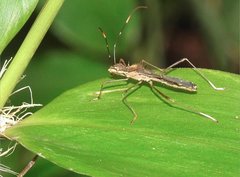 Marcius longirostris