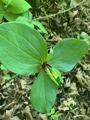 Trillium viridescens