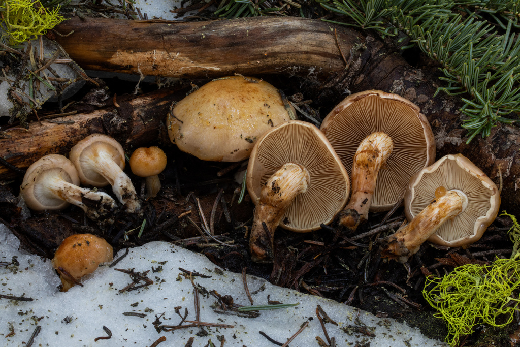 Pholiota olivaceophylla