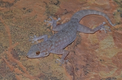 Oudri's Fan-Footed Gecko photo 2