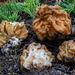 Gyromitra montana - Photo (c) Dean Lyons, some rights reserved (CC BY-NC), uploaded by Dean Lyons
