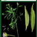 Vernonia galamensis - Photo (c) Enrico Castello, algunos derechos reservados (CC BY-NC-SA), subido por Enrico Castello