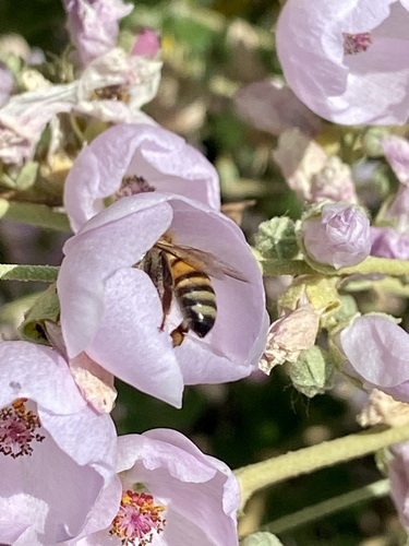 iNaturalist observation photo of Western Honey Bee