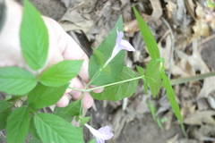 Ruellia pedunculata