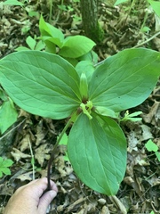 Trillium viridescens