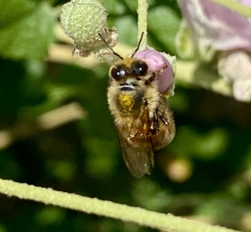 iNaturalist observation photo of Western Honey Bee