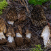 Morchella snyderi - Photo 由 Dean Lyons 所上傳的 (c) Dean Lyons，保留部份權利CC BY-NC