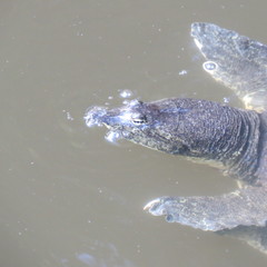 Apalone spinifera pallida