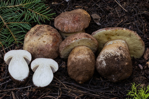 Boletus rex-veris D.Arora & Simonini