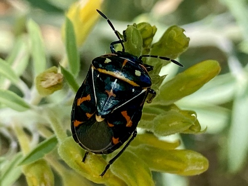 iNaturalist observation photo of Harlequin Bug