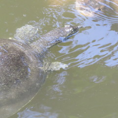 Apalone spinifera pallida
