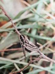 Lycia zonaria
