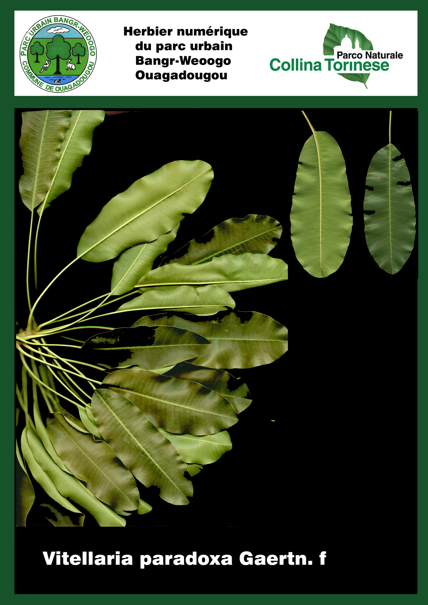 Vitellaria paradoxa