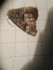 Xanthorhoe biriviata