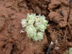 Psilocarphus brevissimus