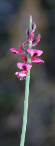 Image of Indigofera gifbergensis by (c) Tony Rebelo, some rights reserved (CC BY-SA)