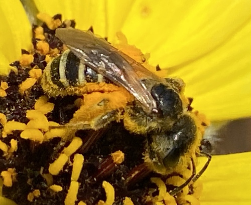 iNaturalist observation photo of Ligated Furrow Bee