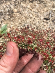 Centrostegia thurberi