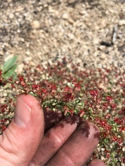 Centrostegia thurberi