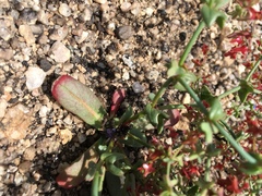 Centrostegia thurberi
