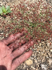 Centrostegia thurberi