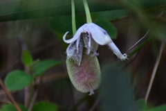 Calochortus tolmiei