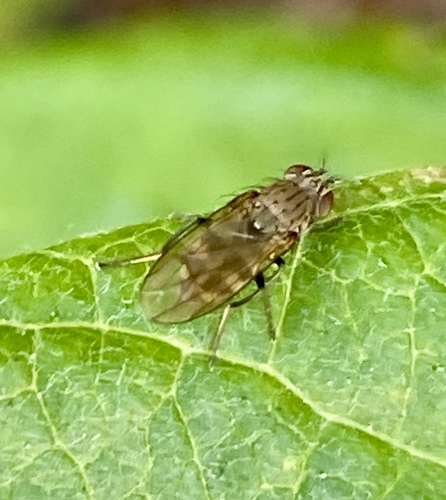 iNaturalist observation photo of Acalyptrate Flies