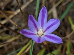 Brodiaea filifolia