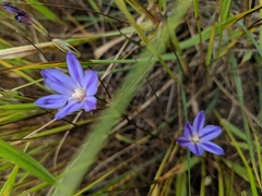 Brodiaea filifolia