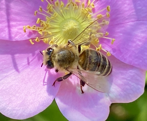 iNaturalist observation photo of Western Honey Bee