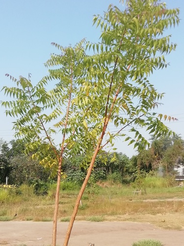 Azadirachta indica - Flowers