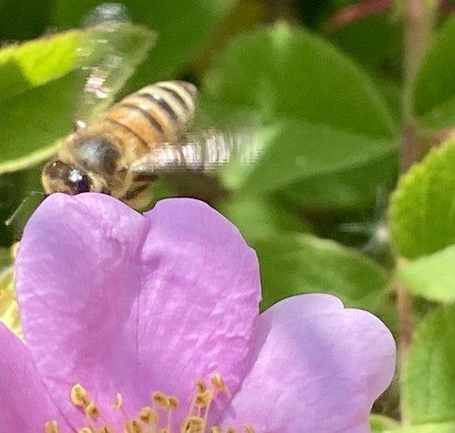 iNaturalist observation photo of Western Honey Bee