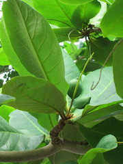 Terminalia catappa