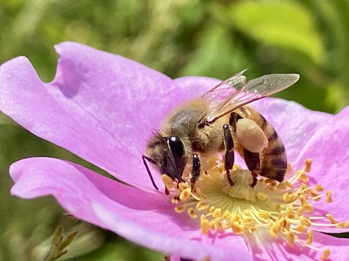 iNaturalist observation photo of Western Honey Bee